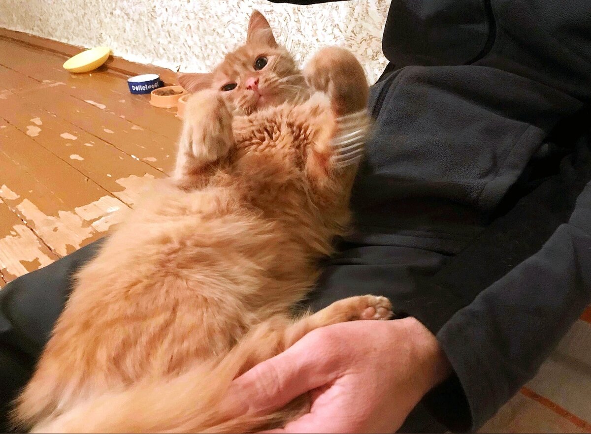 Для поднятия настроения нужно обнять рыжего кота. Пробовали. Помогает!