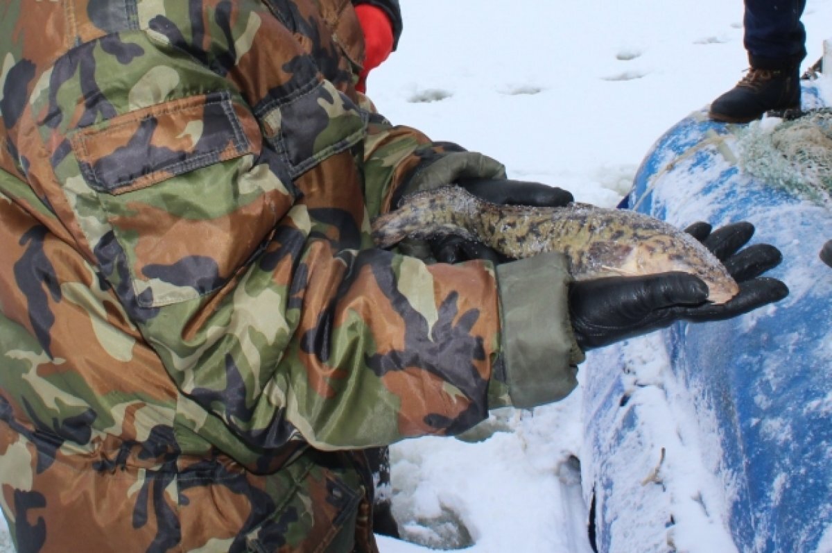    Ограничения на добычу налима ввели в Нижегородской области