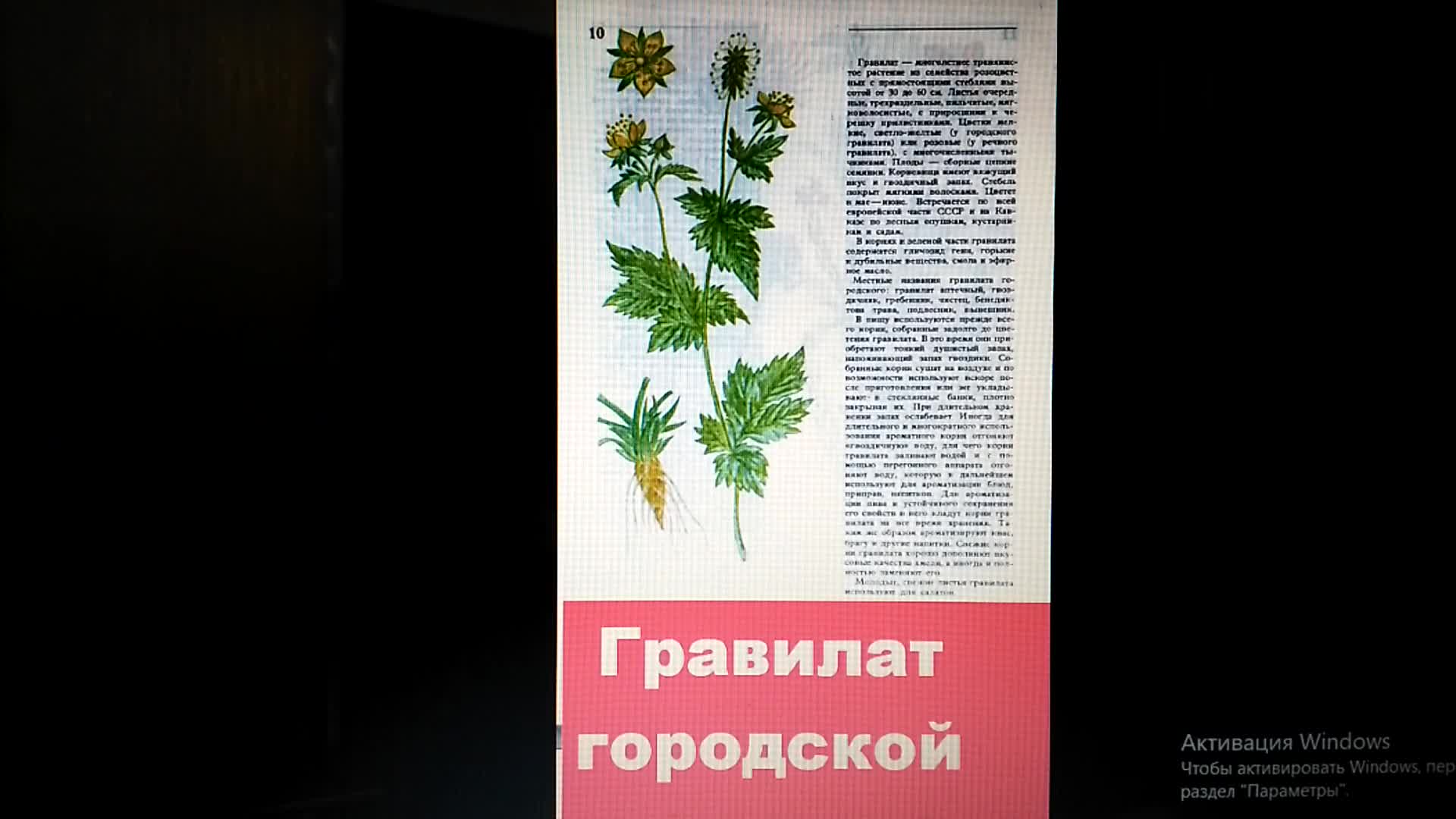 Целебные возможности растения