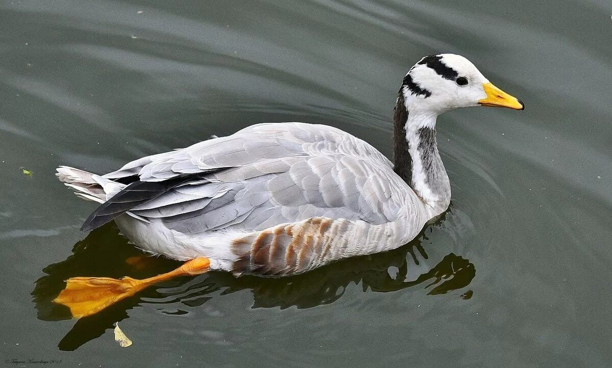 Лапкой хоп. 