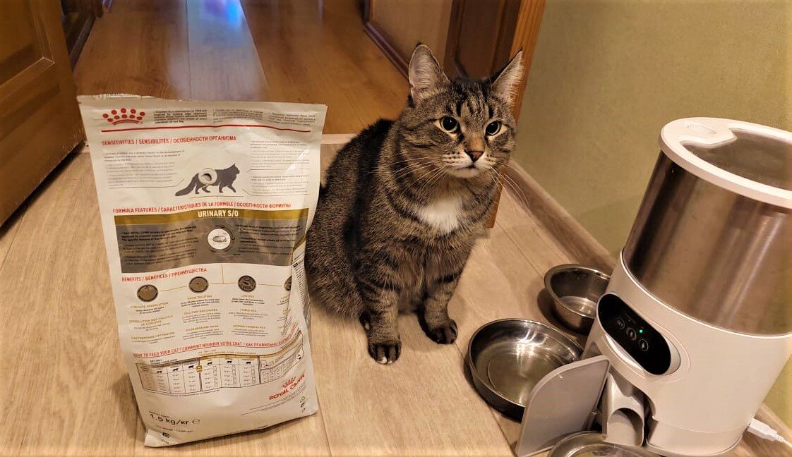 Коты, обожающие автоматическую кормушку: подарки в обмен на еду [Кошки cats]