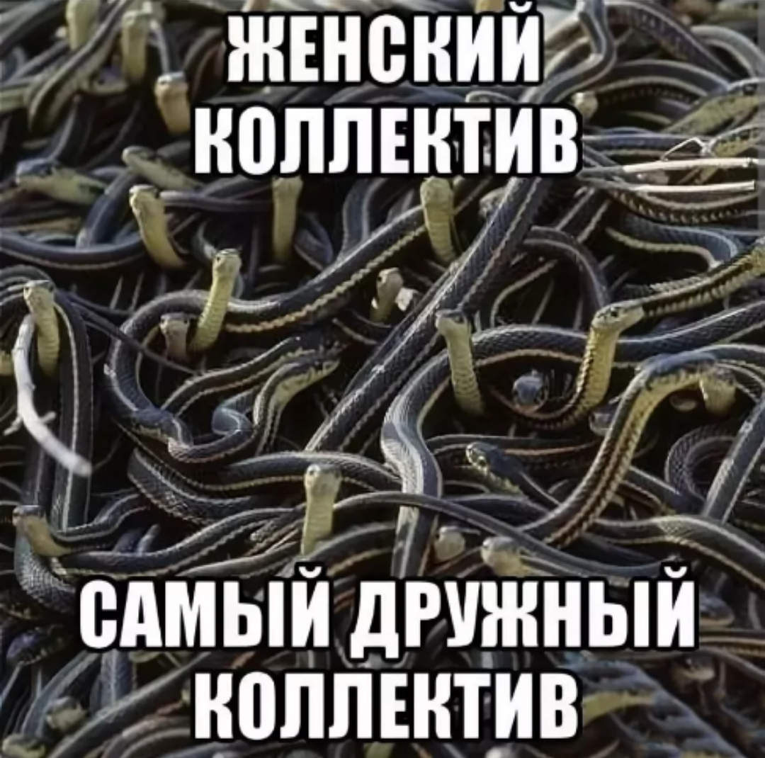 Живу люблю пишу змеиное логово 5. Змеиное Логово дружный женский коллектив. Дружный женский коллектив змеи. Клубок змей дружный женский коллектив. Дружный змеиный женский коллектив.