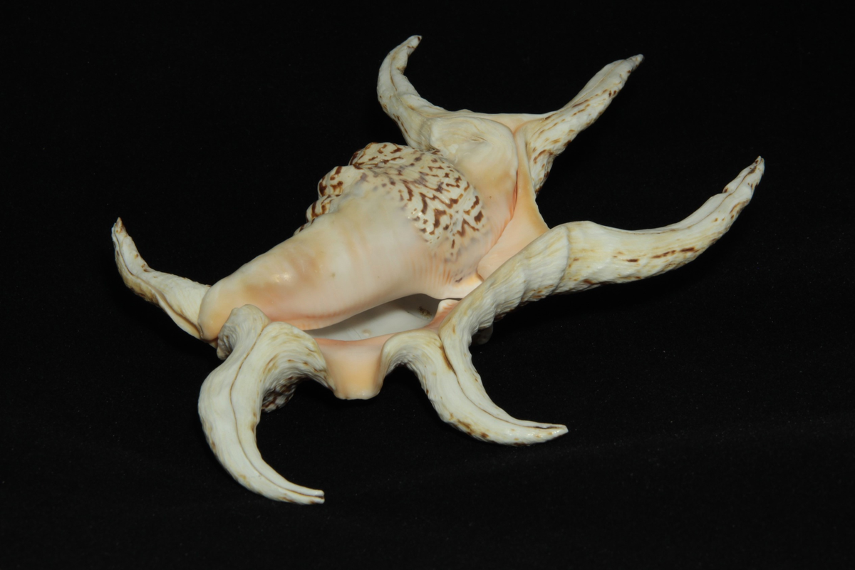 Lambis chiragra - Подагрический лямбис 
Экспонат Зоологического музея и гербария и. Э.А.Эверсмана