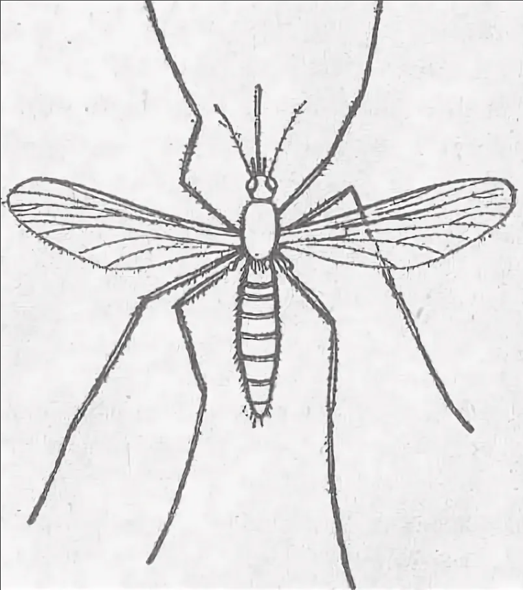 Комар рисунок карандашом