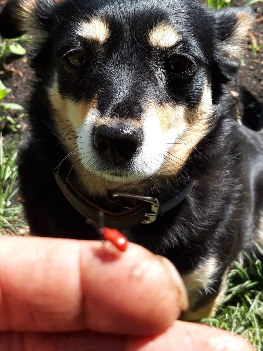 Кима познает мир букашек