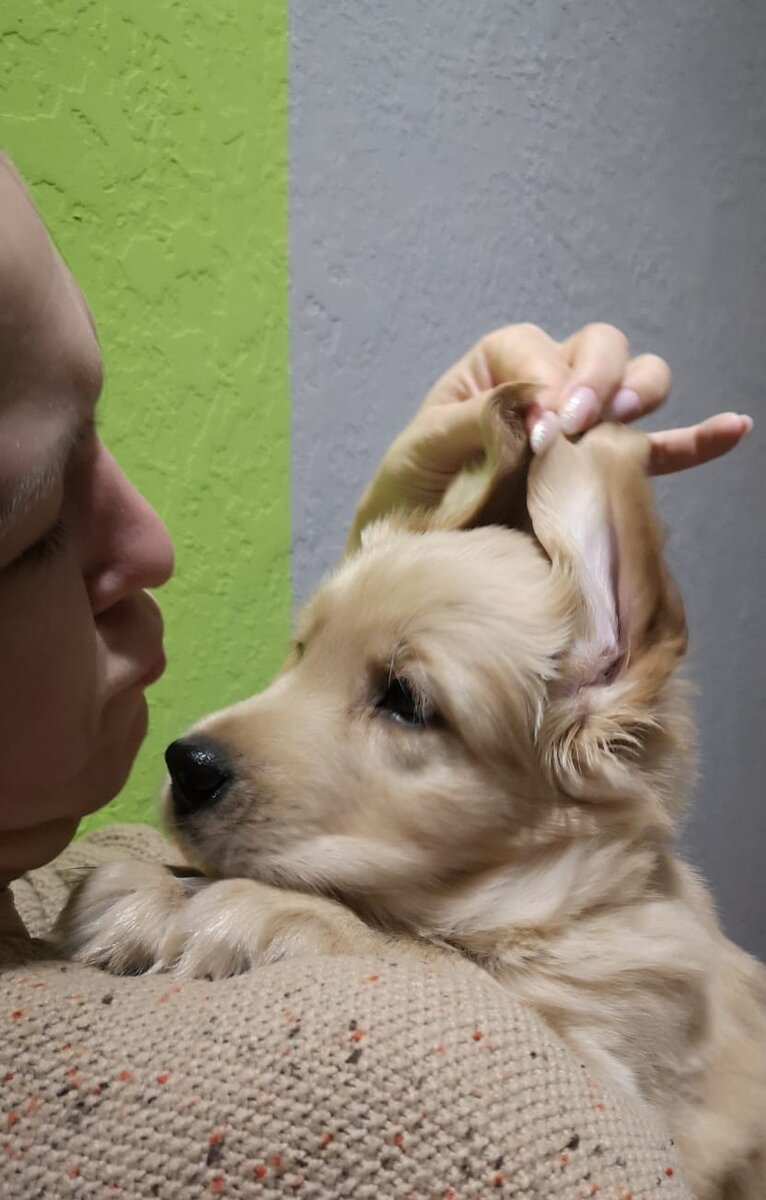 Палевый щенок прямошерстного ретривера