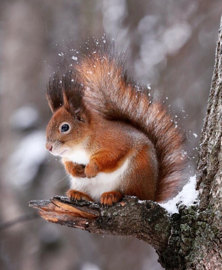Этот зверёк имеет хвост ростом с собои́