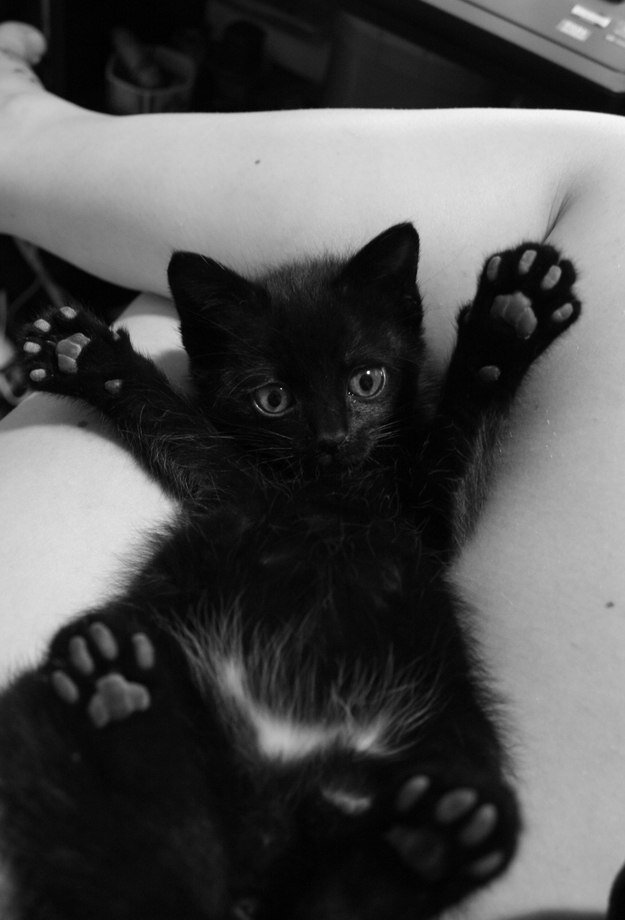 черная гладкошерстная кошка. черный котик эстетика. кошка с поднятой лапой. британская короткошёрстная кошка черная. маникюр на темном фоне.