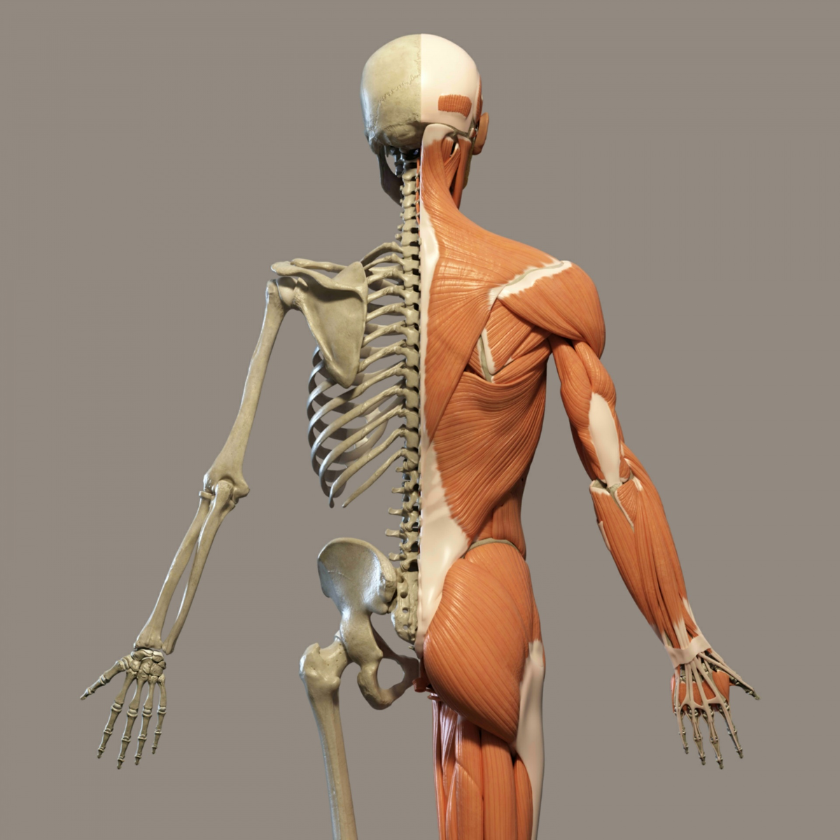 Строение скелет мышцы. Анатомия человека костно мышечная система. Анатомия человека скелет и мышцы. Скелет человека с мышцами и сухожилиями. Человеческий скелет с мышцами.