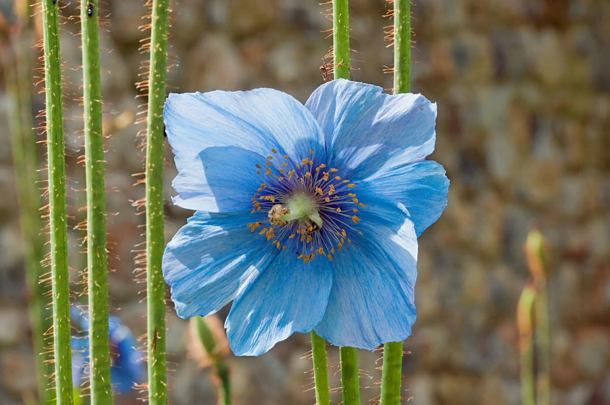 Меконопсис betonicifolia