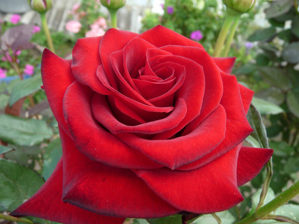 Черная Магия фото автора