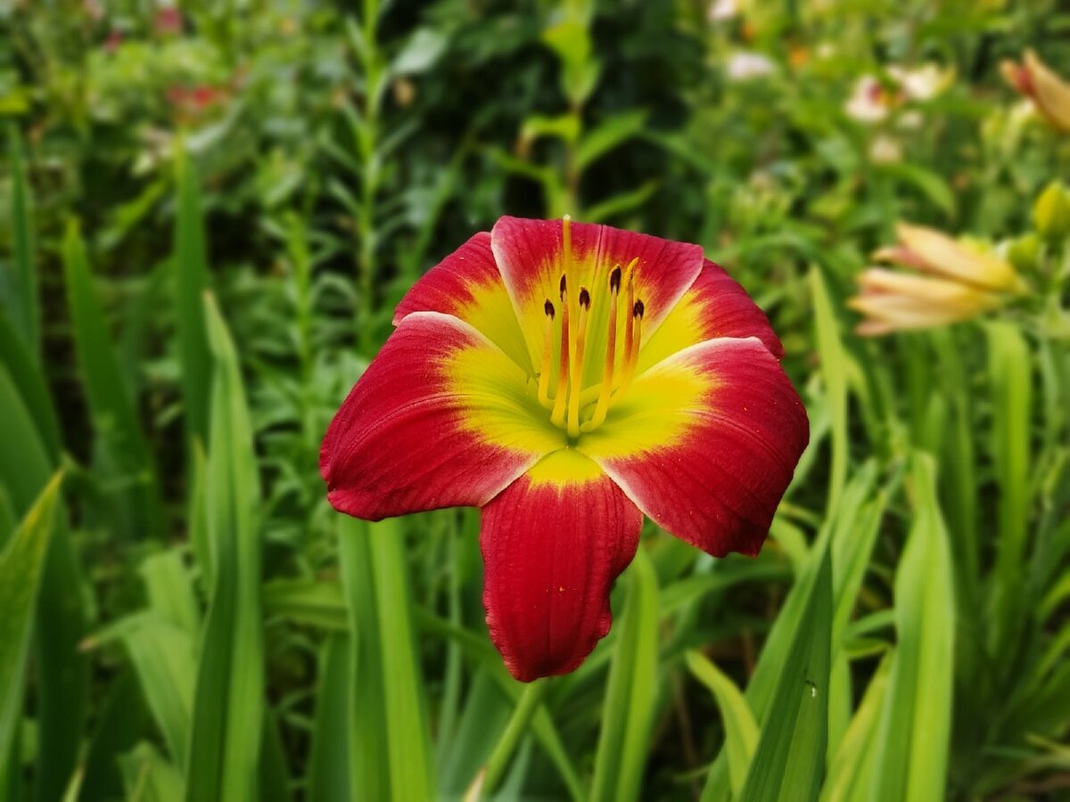 Лилейник, сорт Christmas Is