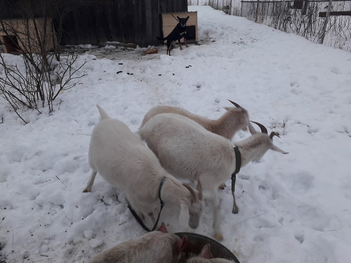 Да, пока что в нашем королевстве царит бардак и хаос