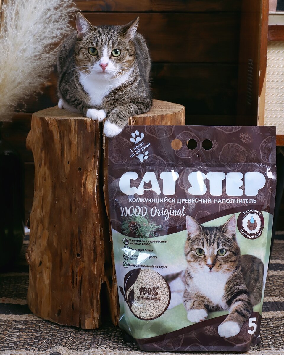 Cat step wood