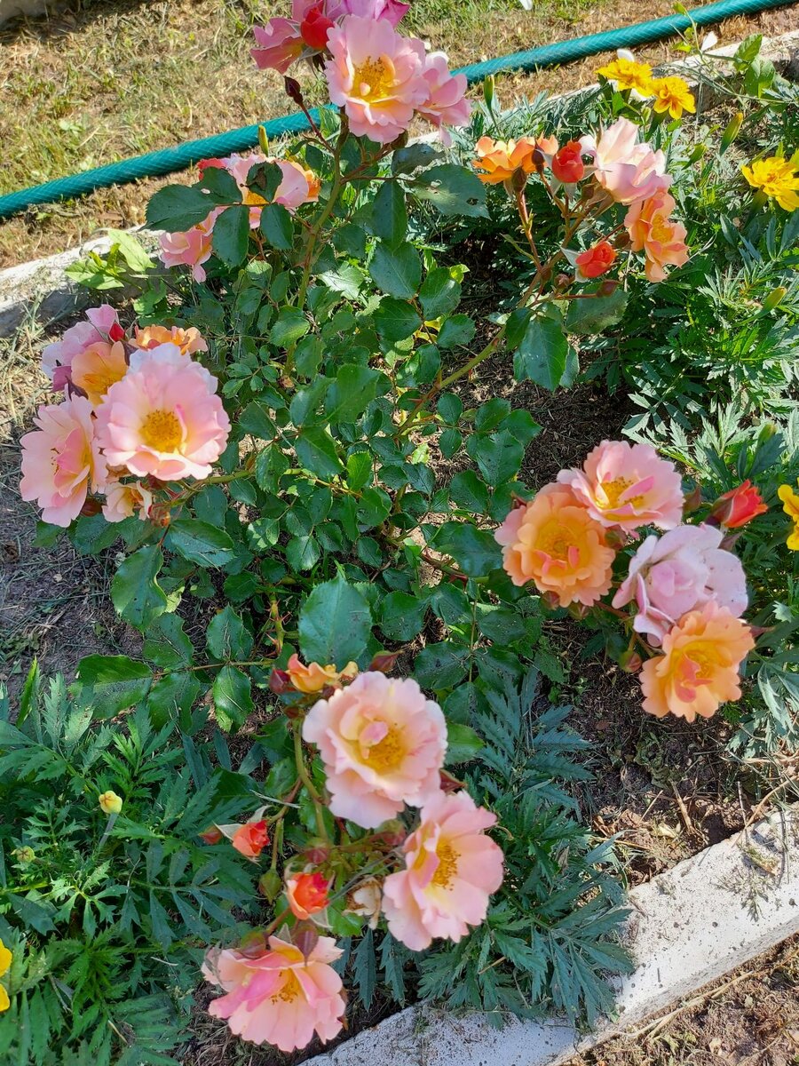 Лучшие сорта роз для Тверской области: названия, фото и описания