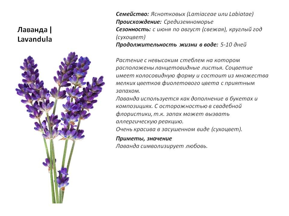 Фото из Презентации автора.