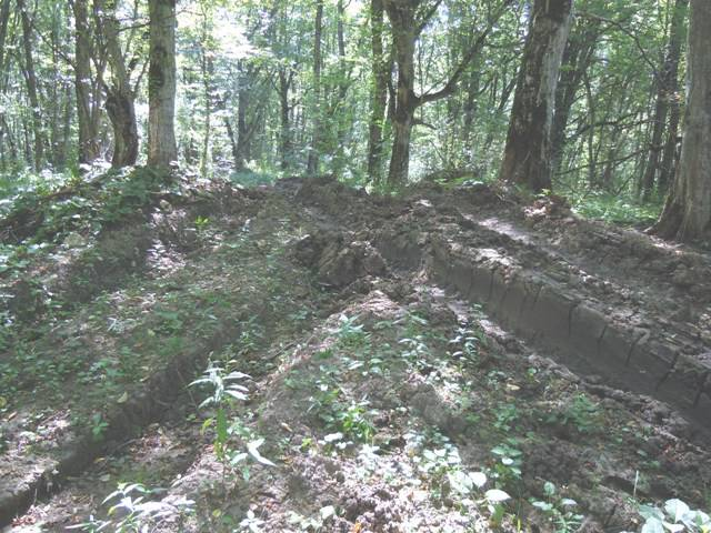 4 сентября 2014 года Теперь о другом. Сейчас на самой восточной Богатырской поляне работают лесозаготовители. Ниже показаны результаты их деятельности.-3