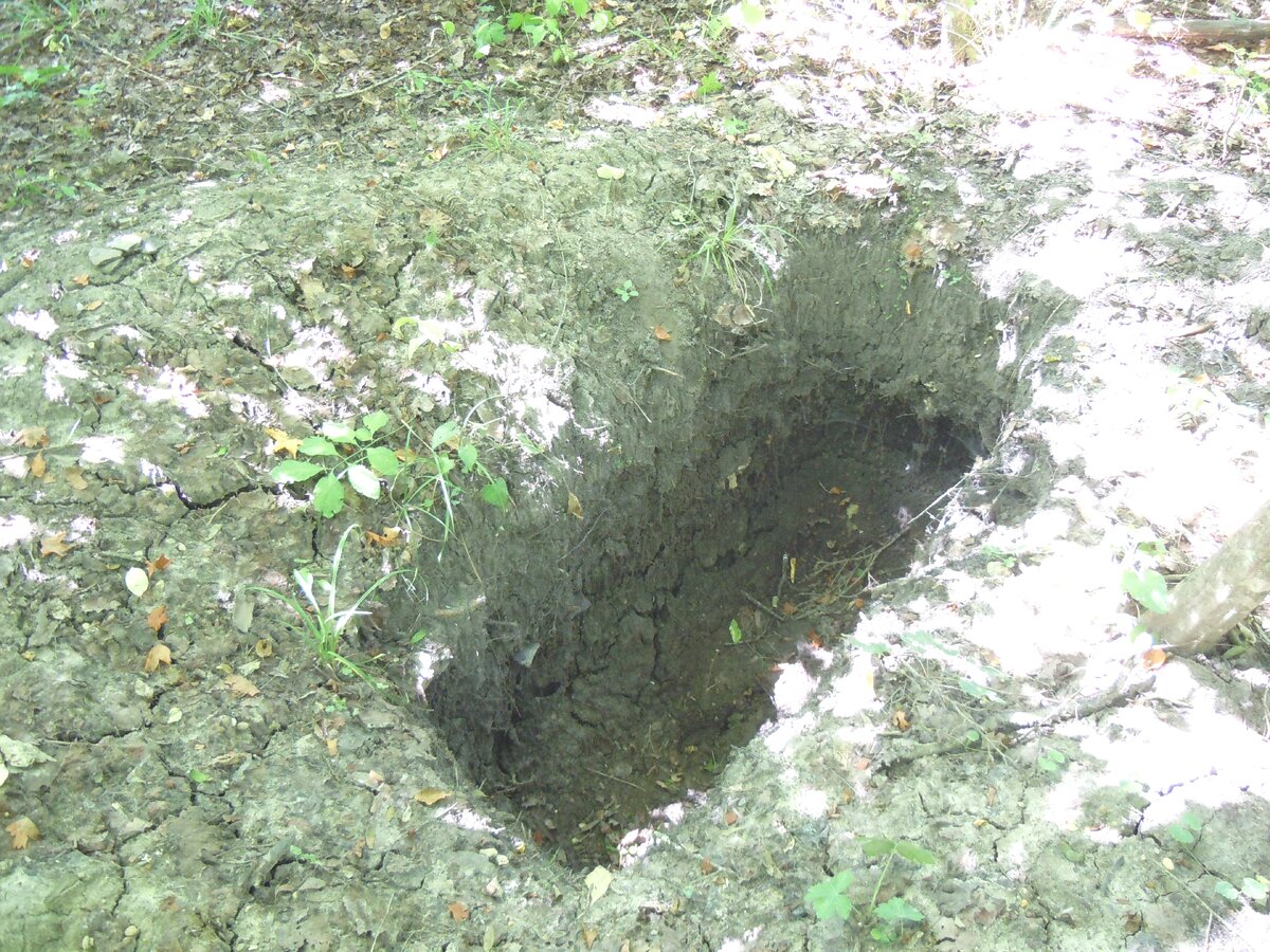 4 сентября 2014 года Теперь о другом. Сейчас на самой восточной Богатырской поляне работают лесозаготовители. Ниже показаны результаты их деятельности.-12