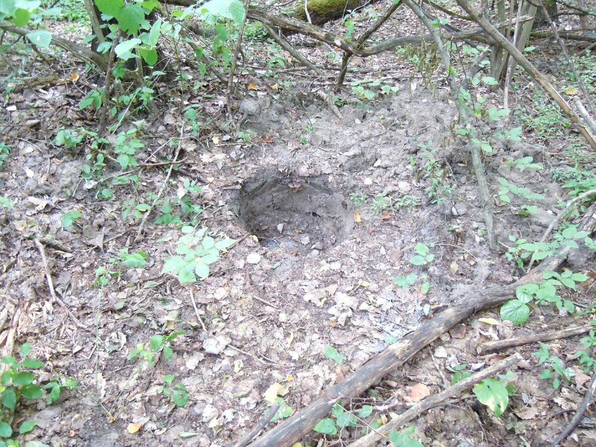 4 сентября 2014 года Теперь о другом. Сейчас на самой восточной Богатырской поляне работают лесозаготовители. Ниже показаны результаты их деятельности.-27