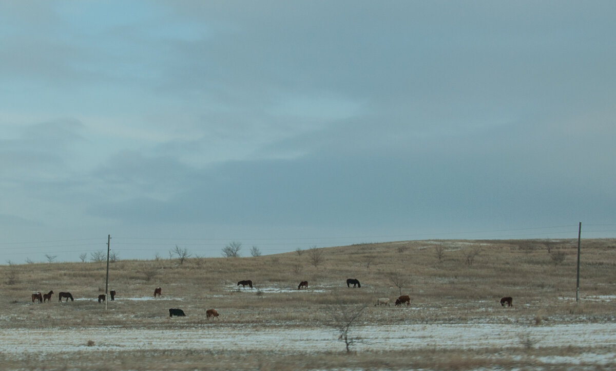 Нонсенс для Сибири и обыденность для Хакасии - пасущиеся коровы и лошади зимой.