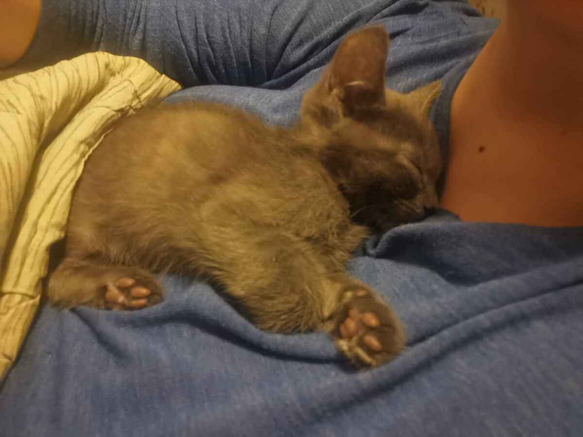 Эта маленькая жопа ищет дом