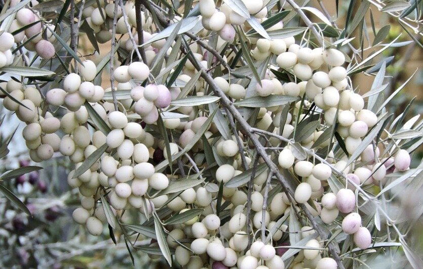 Белые оливки.