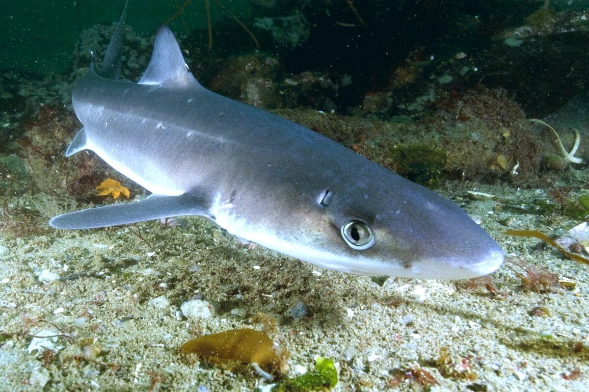 какие акулы обитают в японском море