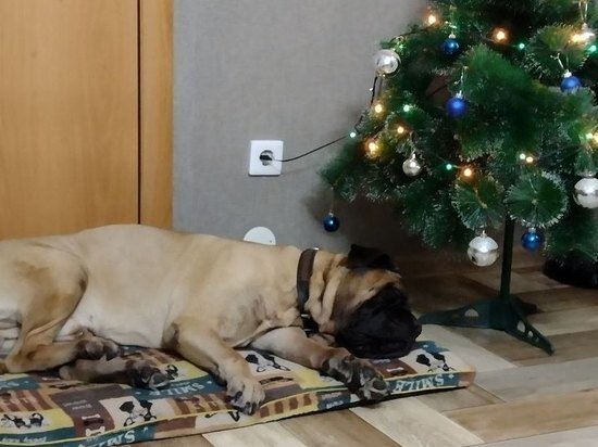     Фото: МК Ямал