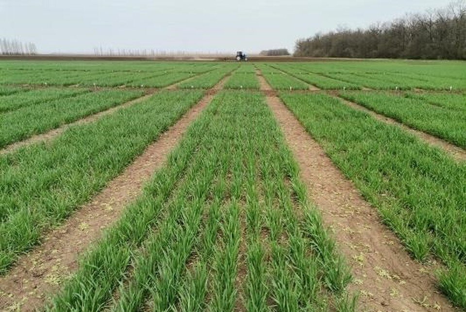     Фото: Комитет сельского хозяйства Волгоградской области