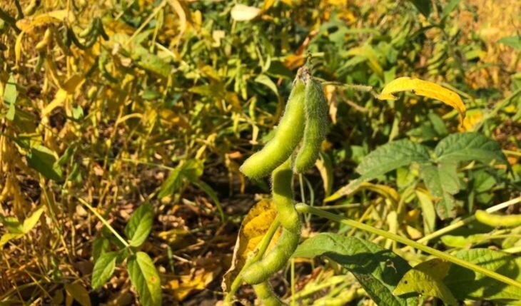    Новое соевое поле с мелиорацией в Хабаровском крае запустят в 2023 году