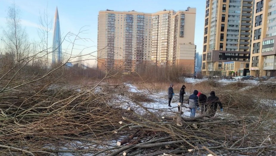    Вырубка деревьев в сквере на Мебельной улице, Автор фото: sledcom.ru