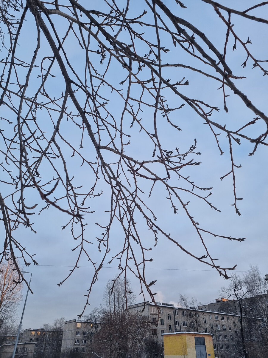 Моё дерево. Летом прячусь под ним от солнца, осенью от дождя, а сейчас просто по привычке любуюсь ветвями.