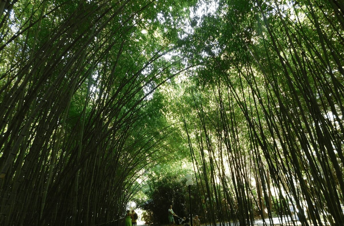 сочинский дендрарий ,f,v,er. бамбук в сочинском дендрарии. сочинский дендрарий ,f,v,er. бамбук в сочинском дендрарии. парк дендрарий сочи бамбук.