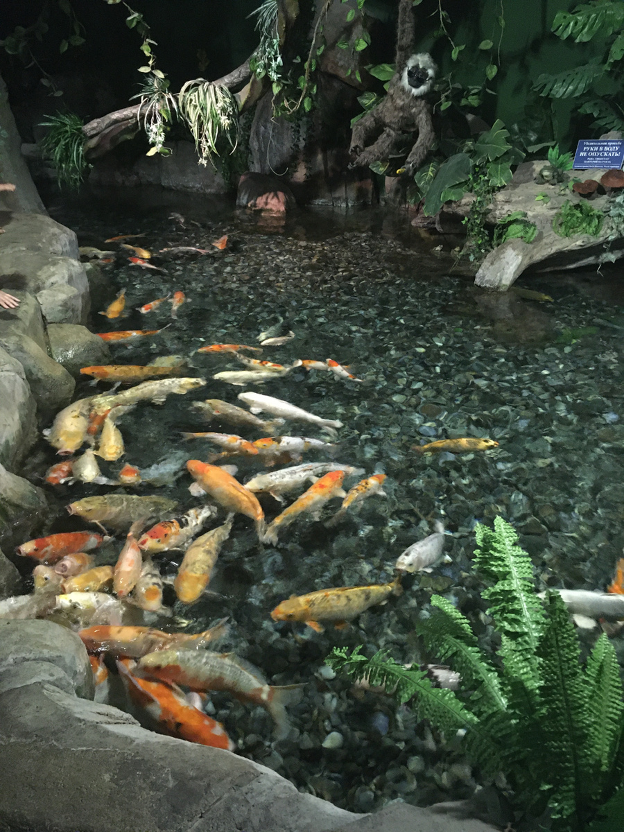 Водоём с карпами «Кои»