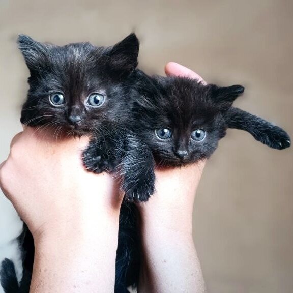 Вот таких чебурашек нам подкинули под дверь в коробке. 3 уже живут в новых домах :) 