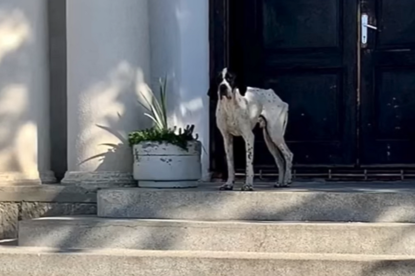     Бездомная собака отчаянно нуждалась в любви, поэтому каждое утро играла с детьми у школы