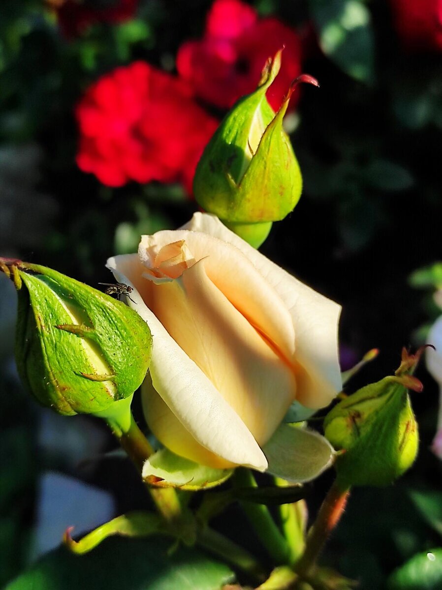 Фото автора Примадонна 