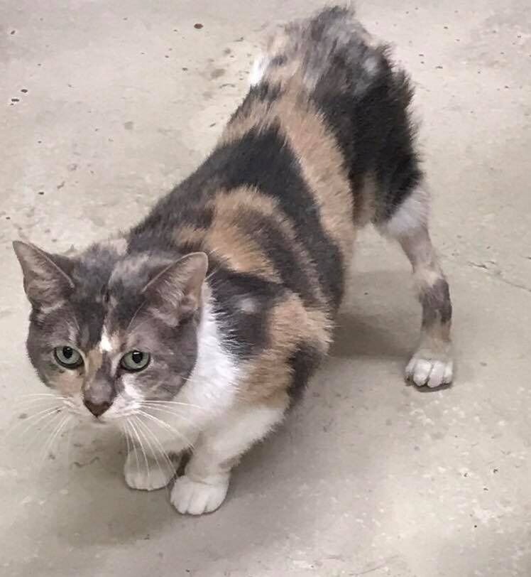 Кошка. Источник фото: https: //koteiki.com/osobennaya-koshechka-raznaya-dlina-lapok-ne-meshaet-byt-krasotkoj/