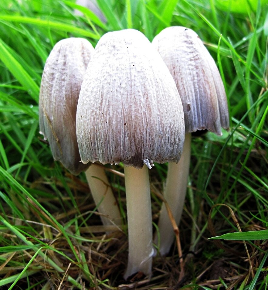 Серый навозник ✨Coprinopsis atramentaria✨