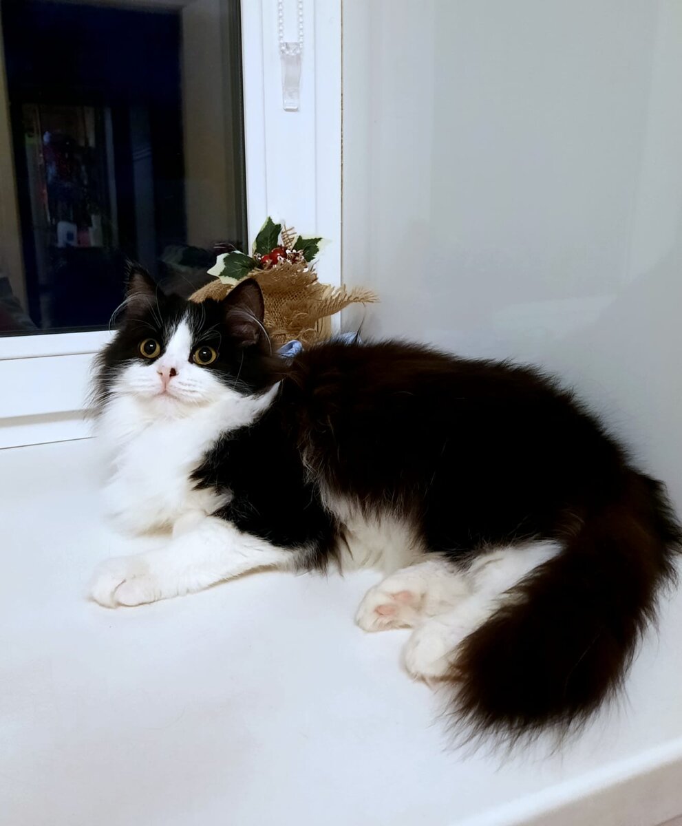 Вот такой шикарный парень)