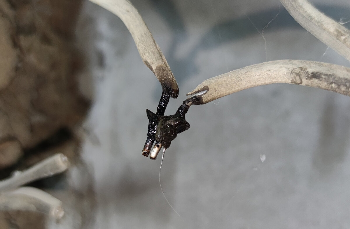 Как у меня чуть дом не сгорел из-за соединения клеммами СМК — вовремя ...