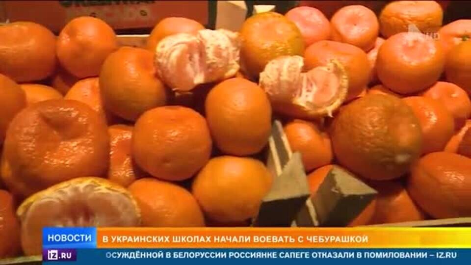   Чебурашку признали гибридным оружием России на Украине