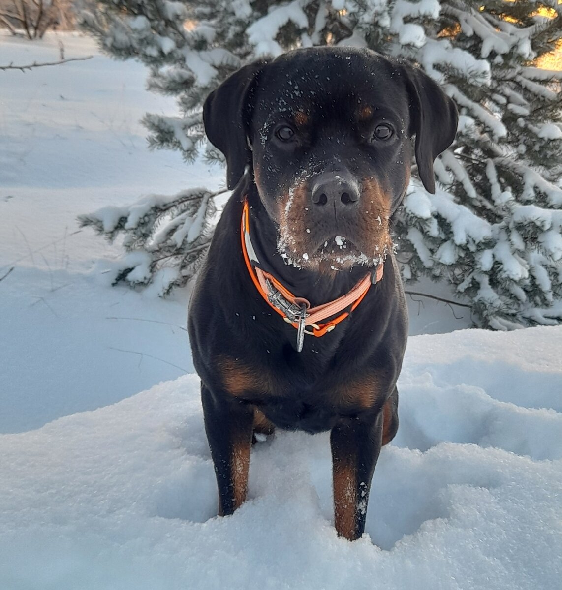 Собака-спасатель ПСО "Экстремум"