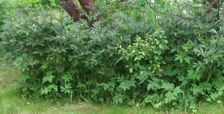 Из пионов сныть труднее всего вывести.