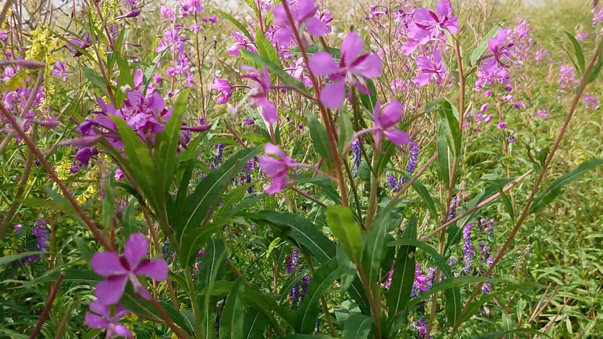 Иван-чай или кипрей узколистный