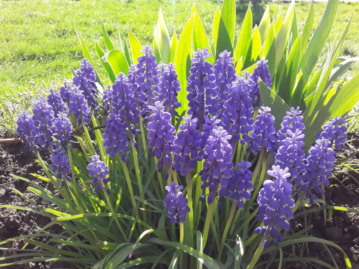 Мускари Armeniacum