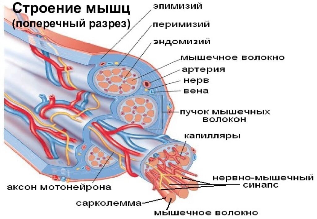 Фото из свободного источника