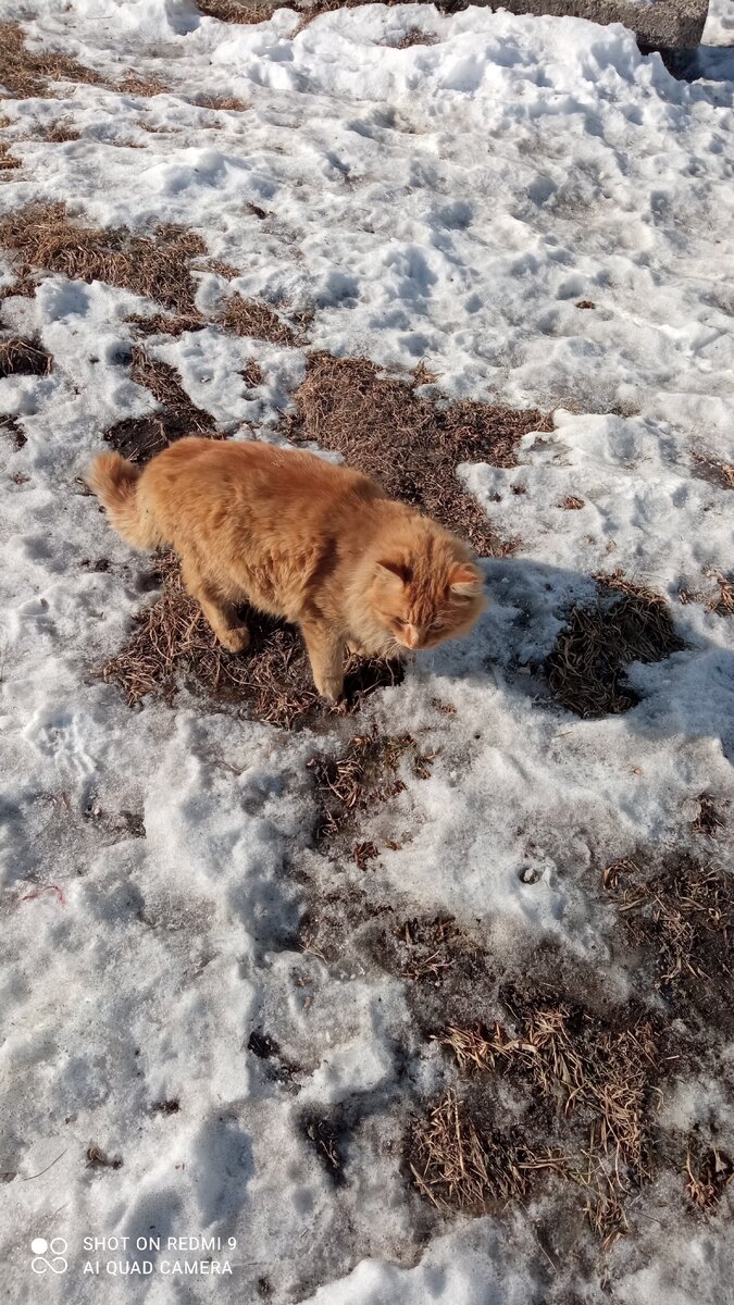 Это кот из нашего двора, совсем молодой, его очень редко можно увидеть пока растет.