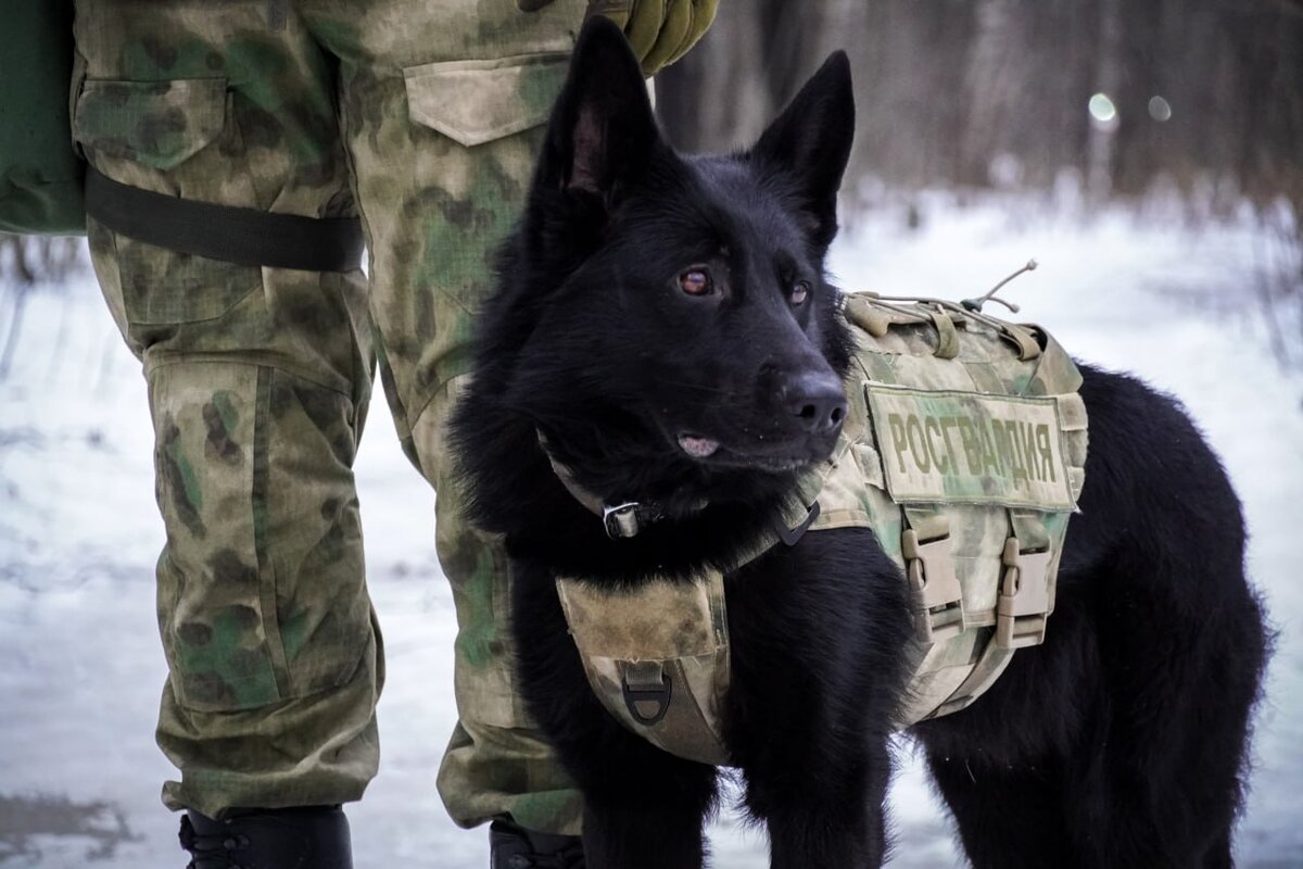 Фото: telegram-канал Росгвардия Северо-Западный округ