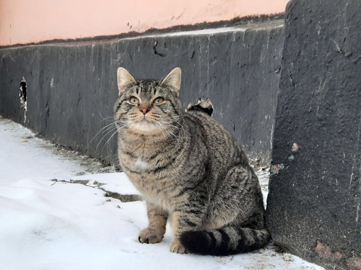 💔 НА ДВОИХ ОДНО ГОРЕ и ОДНА МЕЧТА 💔Два котика вряд ли переживут зиму на  улице❄ Москва, МО Ступино | Кошкам - дом!| О животных приюта ТиНАО и не  только | Дзен